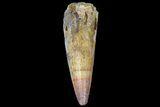 Bargain, Spinosaurus Tooth - Real Dinosaur Tooth #72147-1